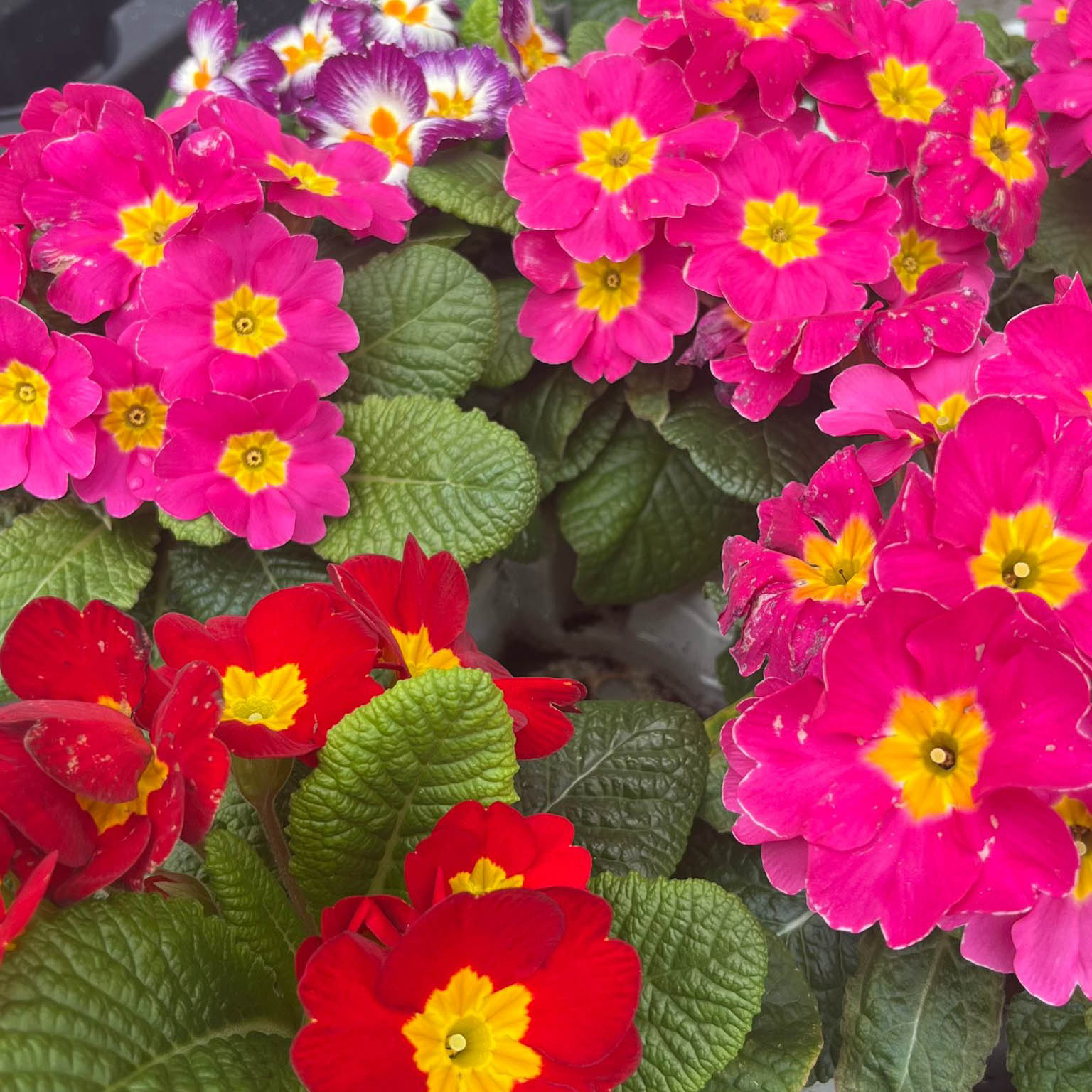 WhatsApp Image 2026-02-28 at 11.27.39 (4)