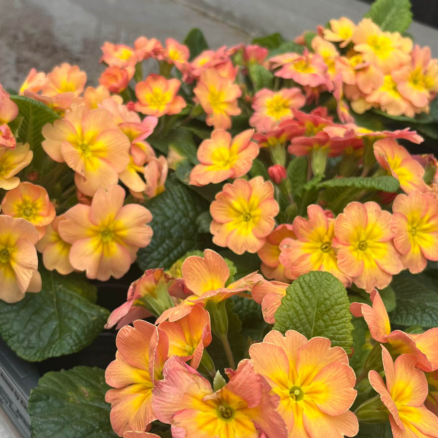 WhatsApp Image 2026-02-28 at 11.27.39 (5)